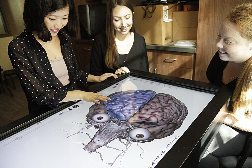 Students exploring a detailed 3D anatomy model of the human brain on an Anatomage table, an advanced digital dissection tool.